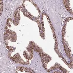 Merck Anti-LRRC24 antibody produced in rabbit