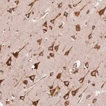 Merck Anti-KLC1 antibody produced in rabbit