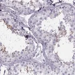 Merck Anti-FAM24B antibody produced in rabbit