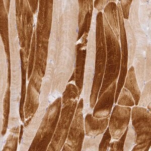 Merck Anti-RAX2 antibody produced in rabbit