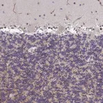 Merck Anti-ZIC3 antibody produced in rabbit