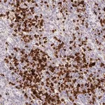 Merck Anti-MAP3K3 antibody produced in rabbit