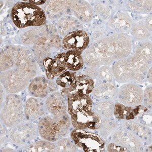 Merck Anti-ERI2 antibody produced in rabbit