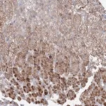 Merck Anti-FBXL8 antibody produced in rabbit