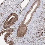 Merck Anti-SOGA3 antibody produced in rabbit