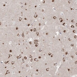 Merck Anti-MARS2 antibody produced in rabbit