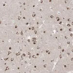 Merck Anti-MARS2 antibody produced in rabbit