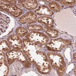 Merck Anti-PCDHGB3 antibody produced in rabbit