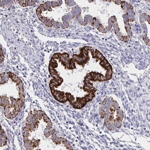 Merck Anti-VWDE antibody produced in rabbit