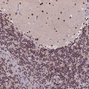 Merck Anti-CDC7 antibody produced in rabbit