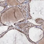 Merck Anti-CIB4 antibody produced in rabbit