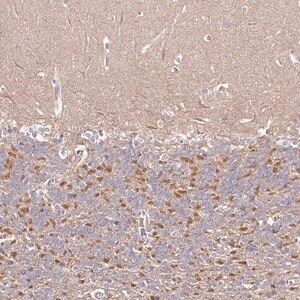 Merck Anti-FAM126B antibody produced in rabbit