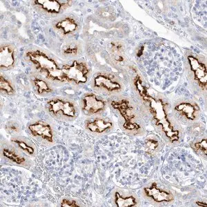 Merck Anti-RPE antibody produced in rabbit