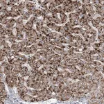Merck Anti-RNF25 antibody produced in rabbit