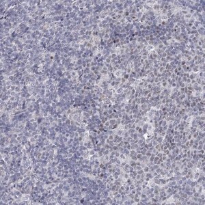 Merck Anti-FAM76B antibody produced in rabbit