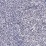 Merck Anti-FAM76B antibody produced in rabbit