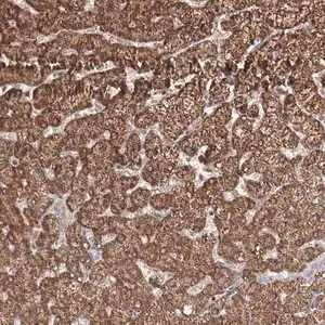 Merck Anti-PSMD6 antibody produced in rabbit