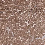 Merck Anti-PSMD6 antibody produced in rabbit
