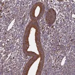 Merck Anti-WDR1 antibody produced in rabbit
