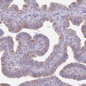 Merck Anti-DCAF12L2 antibody produced in rabbit