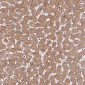 Merck Anti-RHEBL1 antibody produced in rabbit