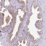 Merck Anti-FAM177A1 antibody produced in rabbit