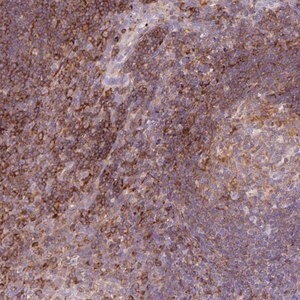 Merck Anti-CORO7 antibody produced in rabbit