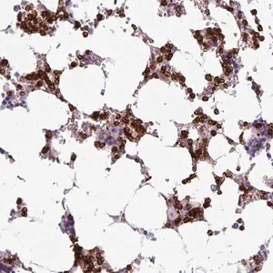 Merck Anti-EXOSC5 antibody produced in rabbit