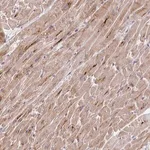 Merck Anti-TRIM55 antibody produced in rabbit
