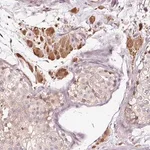 Merck Anti-UTP14C antibody produced in rabbit