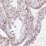 Merck Anti-ZNF689 antibody produced in rabbit