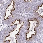 Merck Anti-OR7A5 antibody produced in rabbit
