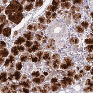 Merck Anti-CRISP3 antibody produced in rabbit