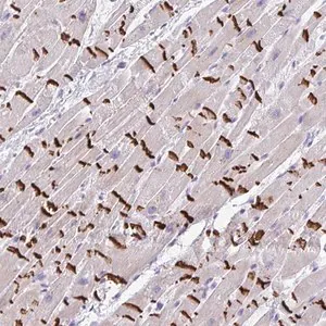 Merck Anti-SLC16A6 antibody produced in rabbit