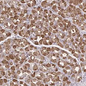 Merck Anti-MDH1 antibody produced in rabbit