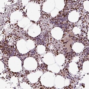 Merck Anti-MYSM1 antibody produced in rabbit