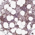 Merck Anti-MYSM1 antibody produced in rabbit