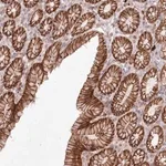 Merck Anti-TOGARAM2 antibody produced in rabbit