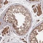 Merck Anti-ARL13A antibody produced in rabbit