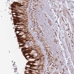 Merck Anti-BOD1L1 antibody produced in rabbit