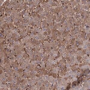 Merck Anti-RPUSD3 antibody produced in rabbit