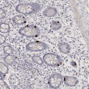 Merck Anti-NEU4 antibody produced in rabbit