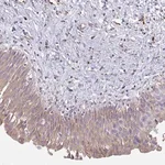 Merck Anti-SHROOM1 antibody produced in rabbit