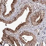 Merck Anti-FAM53B antibody produced in rabbit