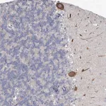 Merck Anti-MEPE antibody produced in rabbit