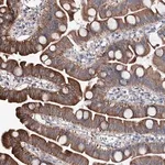 Merck Anti-SHROOM1 antibody produced in rabbit