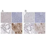 Merck Anti-NRAP antibody produced in rabbit