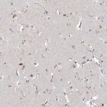 Merck Anti-LRRC14B antibody produced in rabbit