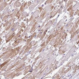 Merck Anti-ST8SIA2 antibody produced in rabbit