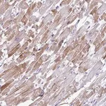 Merck Anti-ST8SIA2 antibody produced in rabbit
